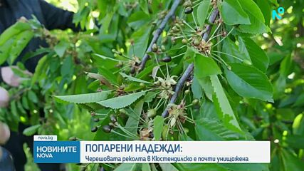 Черешовата реколта в Кюстендилско е почти унищожена