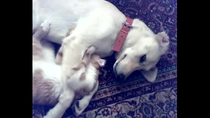 Cat & Dog