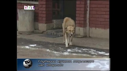 Глутници кучета тормозят квартал в София 