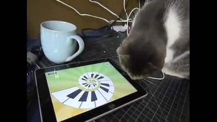 Котка играе на iphone