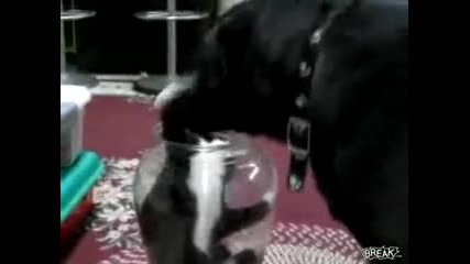 Котка и Куче