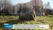 Още едно дете е пострадало от агресивния питбул в Асеновград