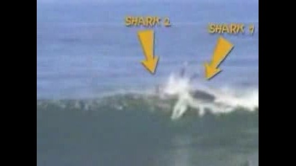 Акула Напада Сърфист