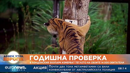Годишна проверка: В Лондонския зоопарк измерват теглото на своите 14 000 обитатели