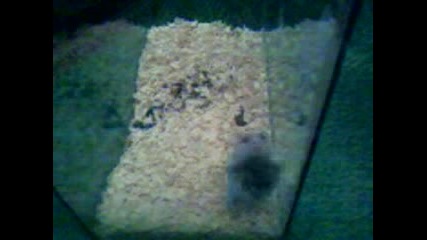 Hamstera Zatvornik