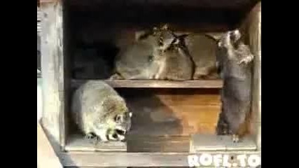 Парти в къщата на язовеца! 