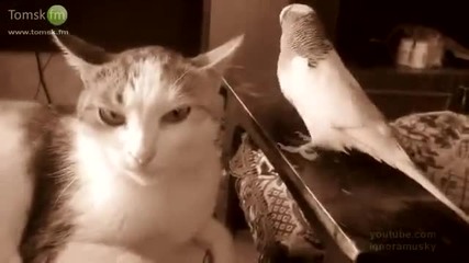 Папагал ядосва котка