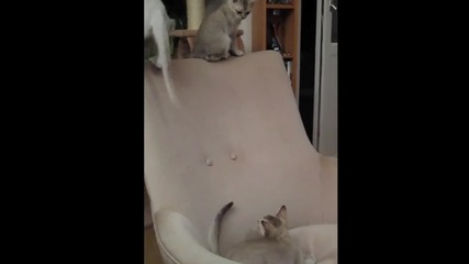 Cute Burmilla Kittens for Sale