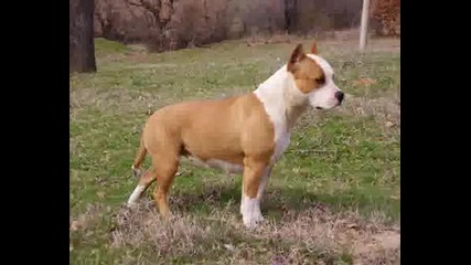 American Staffordshire Terrier