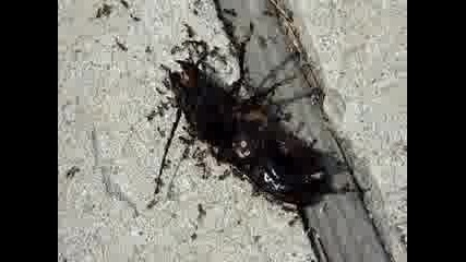 Мравки Нападат Бръмбар!