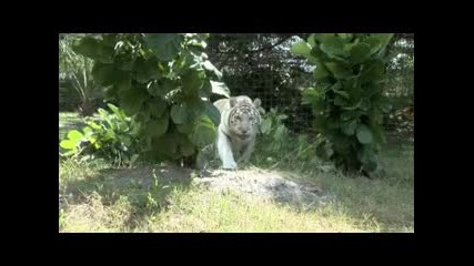 White Tiger Attacks___wmv V9