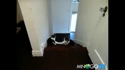 Спаринги между две котки