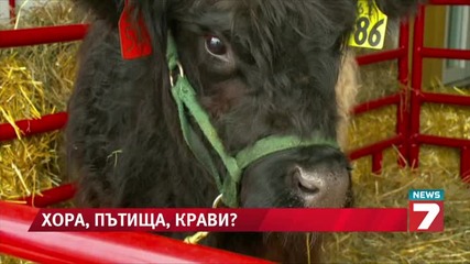 Крава рекламира луксозни автомобили News7