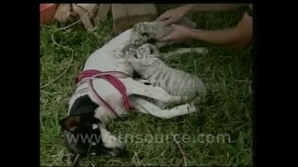 Куче храни тигри