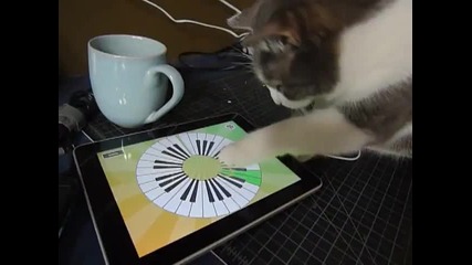 котка си играе с ipad 