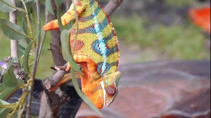 Хамелеон си променя цвета на бърз кадър