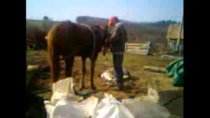 ne6et vs omer