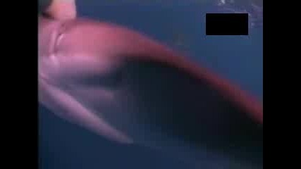 Когато животните атакуват