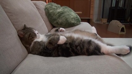 Котето Мару сладко спи на дивана