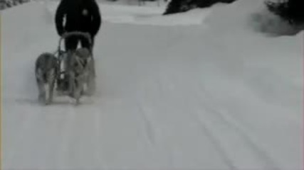 Mushing with wolves - 200902 