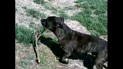 Crazy Pit Bull attacks and kills a man