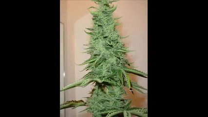 King Size
