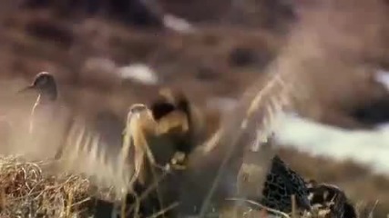 National Geographic - Дивата Природа : Остров Врангел на Арктика