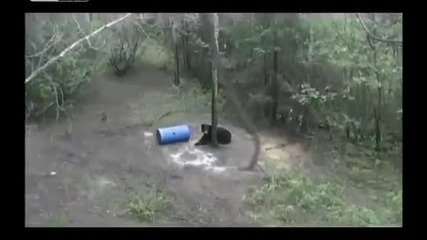 Дървото не е убежище от черна мечка
