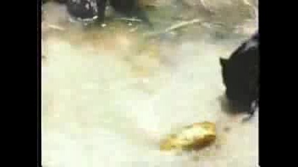 Snake Vs Jaguar