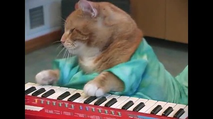 котката пианист за завръща с парче (смях)