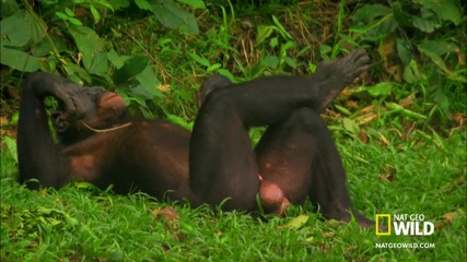 Wild Wives of Africa - Bonobo Love