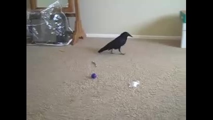 Crow vs. Raven For Watch 