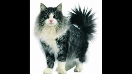 Fun Dogs And Cats