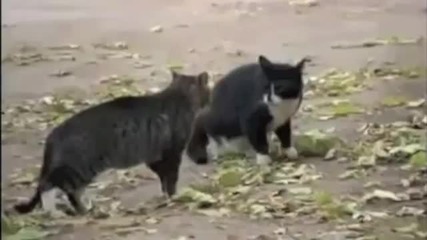 Cat Fight Dog Win