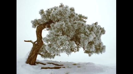 Orhan