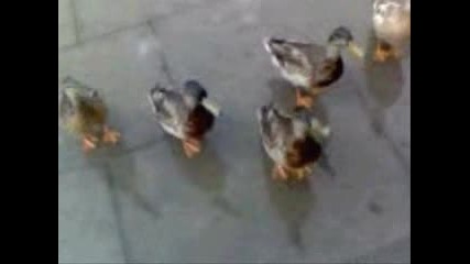 Duck dance
