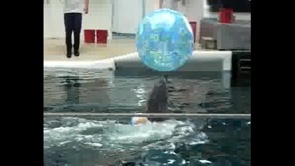 Mr.delfin