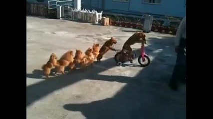 7 кучета се возят на 1 колело - смях 