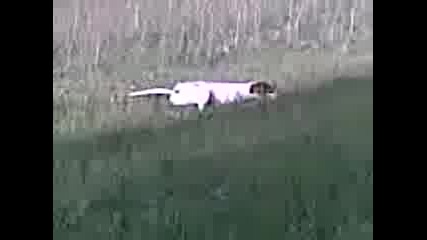 berdus