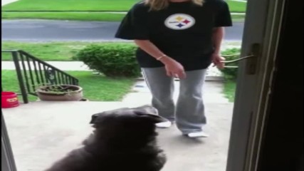 Glassless Screen Door Fools Dog - Americas Funniest Home Videos