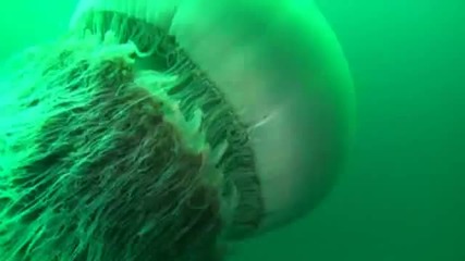Да Плуваш С Най-голямата медуза