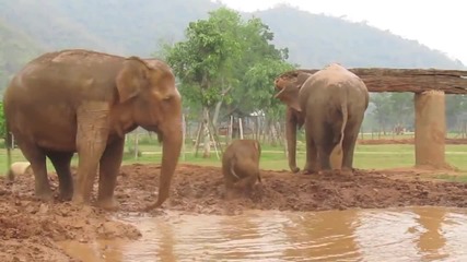 Бебе слонче си играе в калта ..