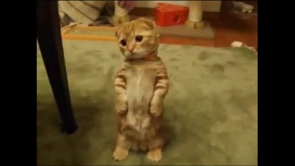 сладко котенце