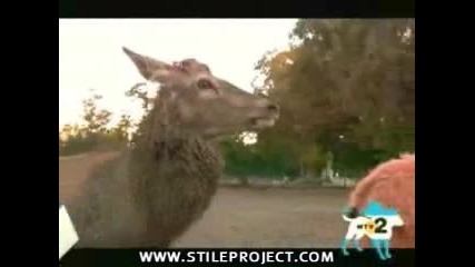 Не се бъзикайте с животните.супер Смях