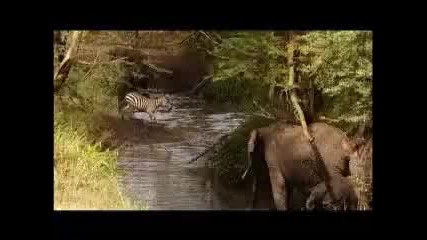 zebra vs lions 
