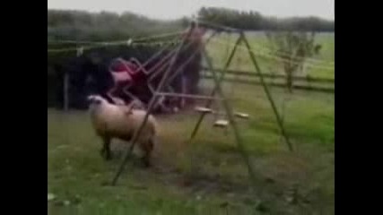 Овца се бие с люлка
