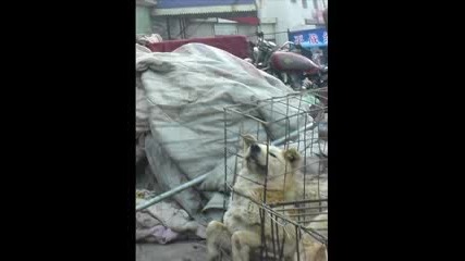 Ето какво правят с кучетата и котките в Китай