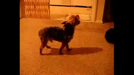 Cool Dog Tricks