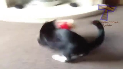 Котките не обичат Коледа