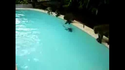 Маймуни плуват в басейна